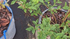 Засыхает куст голубики. Что делать? Третья подкормка.
