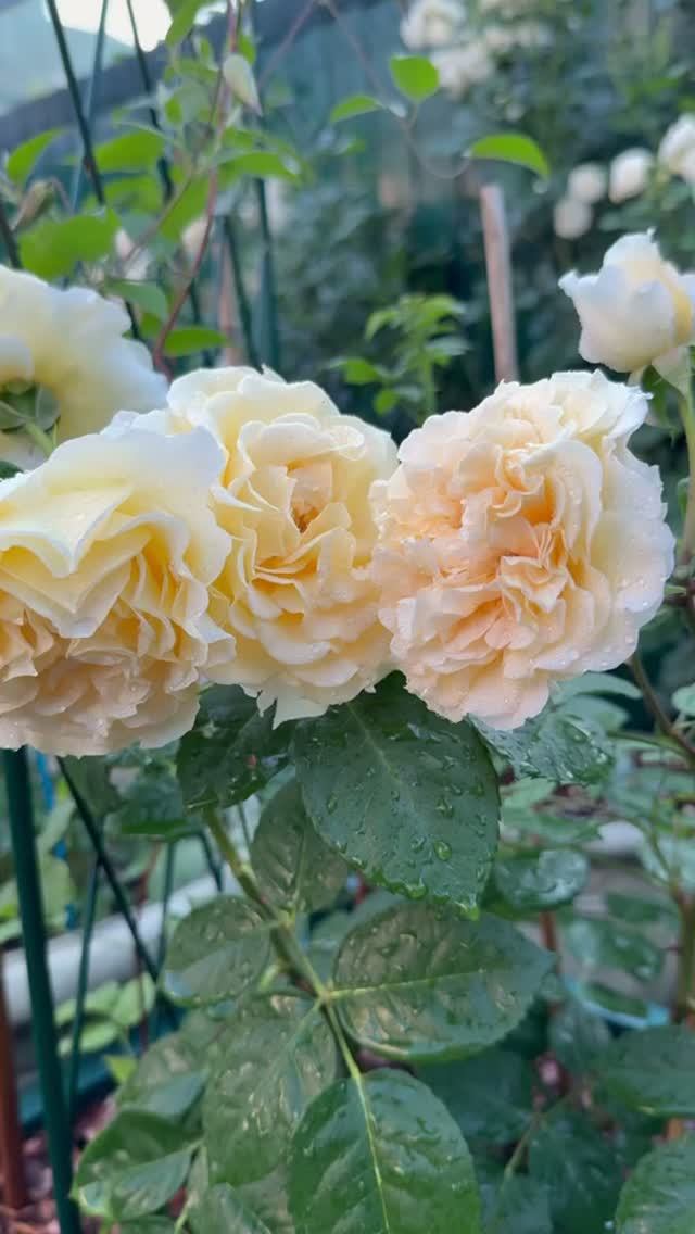 Мисс Файн и компания роз💐12 июня🌿
