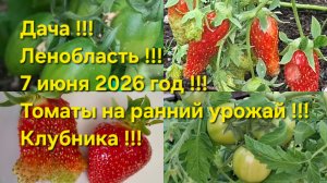 Дача!!! Погода ,то холод, то жара!!! Обзор томатов!!! Собираем клубнику!!!