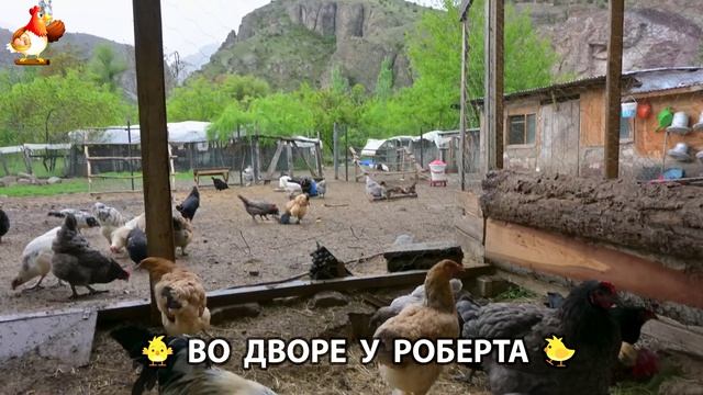 Содержание кур в домашних условиях и других птиц во дворе у Роберта 🐣🐤🦆🐔🪿🦃 (523)