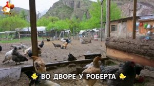 Содержание кур в домашних условиях и других птиц во дворе у Роберта 🐣🐤🦆🐔🪿🦃 (523)