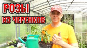 Тот самый СПОСОБ, который превращает ЧЕРЕНКИ в роскошные РОЗЫ за одно лето 🌹☀️