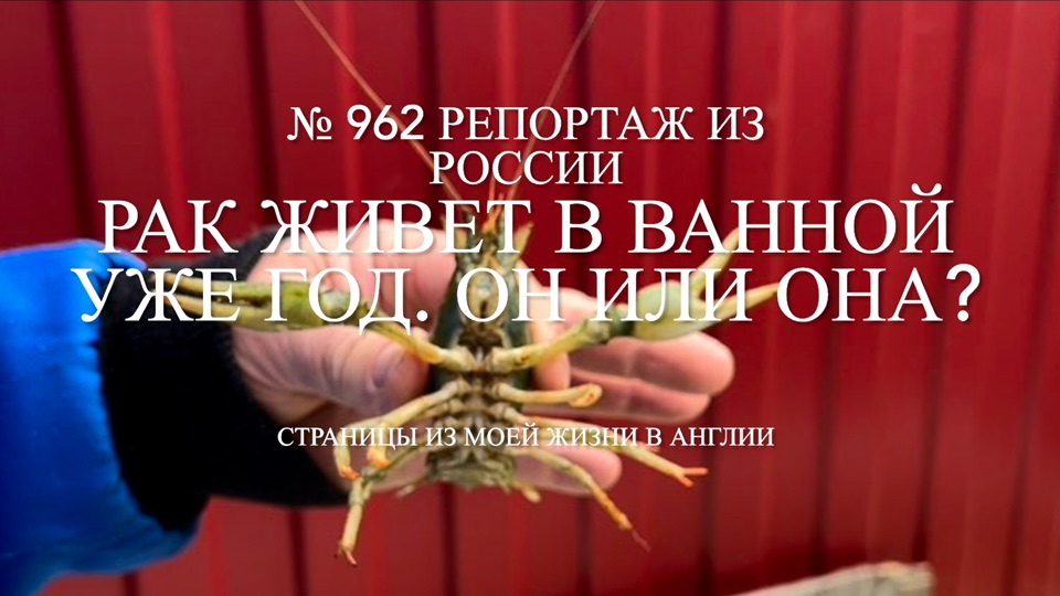 Рак живет в ванной моего бывшего мужа уже год. Он или она? В гостях. № 962 Репортаж из я