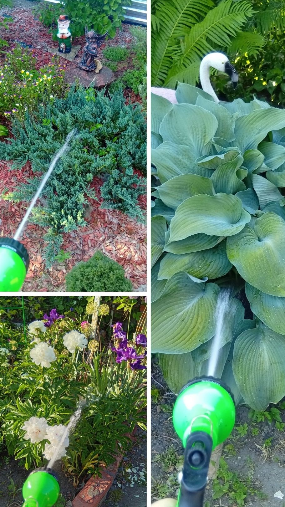 СЕКРЕТ ПЫШНОГО ЦВЕТЕНИЯ В САДУ ☀️ ПОЛИВ / ЖАРА #сад #цветы #лайфхак #shorts #garden
