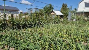 374. Спасаю Розы и Пионы. Готовлю Квас.