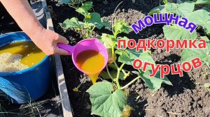 Мощьная органическая подкормка огурцов и защита от болезней.