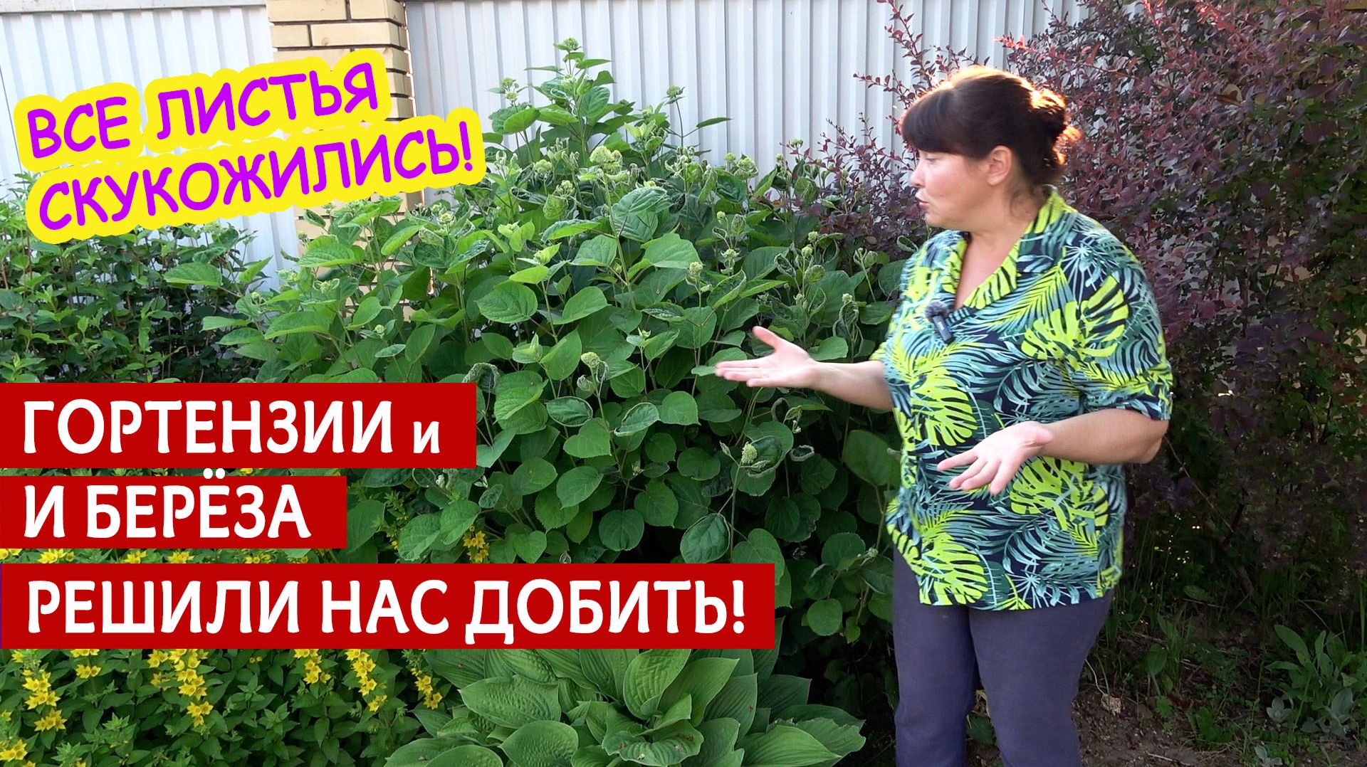 Скукожились листья у гортензии! Берёза под спил! Рябина в кашпо и обрезка цветов. Рабочий ВЛОГ. смотреть онлайн