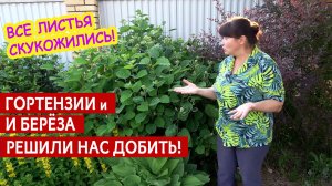 Скукожились листья у гортензии! Берёза под спил! Рябина в кашпо и обрезка цветов. Рабочий ВЛОГ.