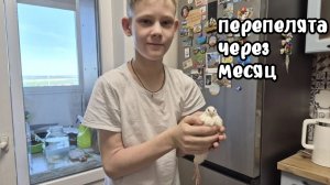 Что с перепелятами спустя месяц