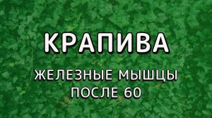 Крапива для мышц после шестидесяти: одно правило, которое всё меняет ✅