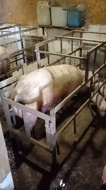 Свиноматка ландрас, 1 опорос, привела 12 поросят из них всех выкормила. 100% сохран