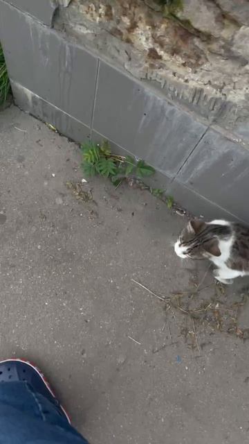 ВТОРОЙ ДЕНЬ КОРМЛЮ КОТА!  ПОДКИНУЛИ К МАГАЗИНУ! ❌МОЛОДОЙ,ДУРНОЙ!ТАК КАК АБСОЛЮТНО НИЧЕГО НЕ БОИТСЯ!