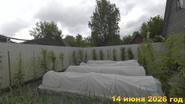 7 соток. Первые пионы 13 штук и первая клубника 1 литр. Хроника 14 июня 2026 год
