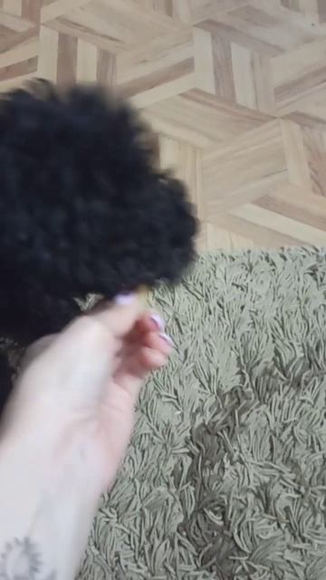 #СОБАКА Айза пробует новую вкусняшку. Бабушка принесла.