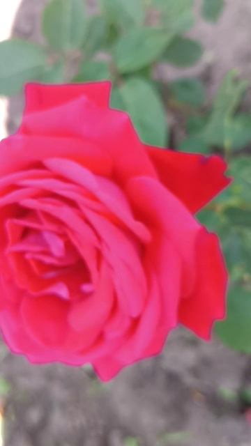 Розы # цветы # ☘️💃🦋🥀☘️