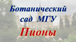 Ботанический сад МГУ. Пионы