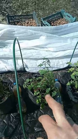 Возможные причины почему всё-таки замёрзли именно 2 помидора которые ближе к теплице? Последнее в...