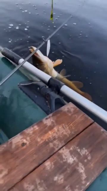 Щука на спиннинг 🎣