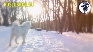 10 БЕЗУМНЫХ РОССИЙСКИХ ПОРОД СОБАК