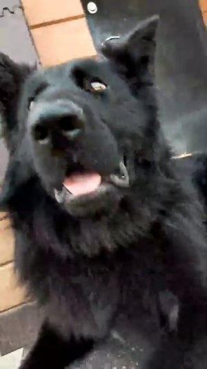 собака 🐕🐶