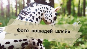 Фотографии лошадей шляйх (период май -июнь)