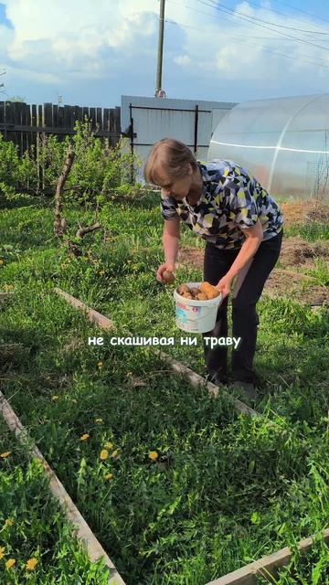 Эксперимент с картошкой