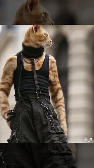 Котики