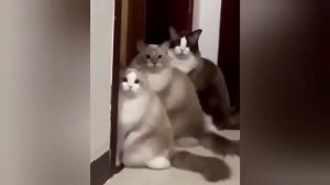 смешные видео без звука