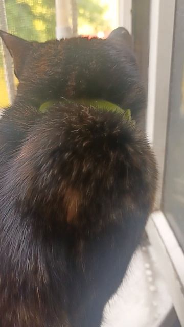 моя кошка (по имени Василиса 😻) смотреть онлайн