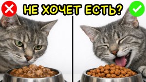 Почему ваша кошка ОТКАЗЫВАЕТСЯ от влажного корма — решите это СЕЙЧАС!
