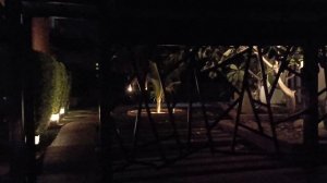Пхукет, Ката, 5 утра, 6 мая. птички поют