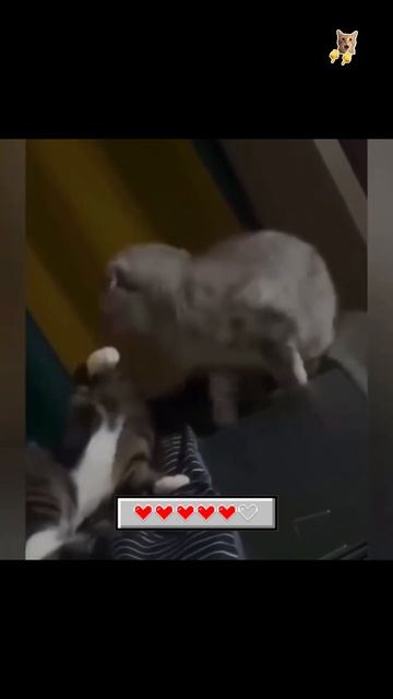 Кошка, ты потанцуй со мной немножко!😻Веселые котики. Коты хулиганы! #кот #хулига #трюк #смех #short