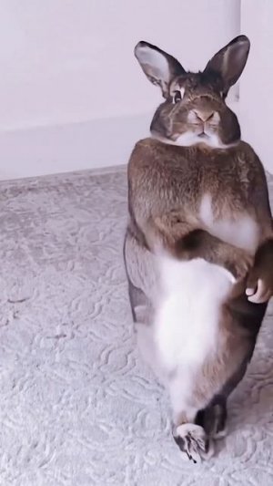 Кролик Снуп Догер