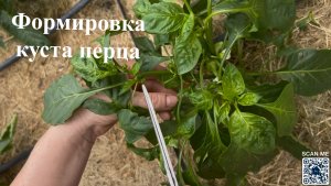 Формировка перца для высокого урожая