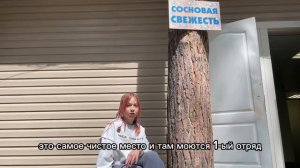 сосновая свежесть