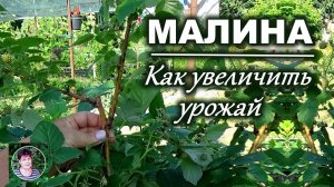 Как увеличить урожай малины: прищипка побегов и дальнейшие подкормки