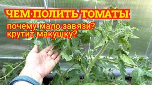Мало завязи на томатах и скручивается макушка: чем полить (бор, фосфор, магний) – причины и лечение