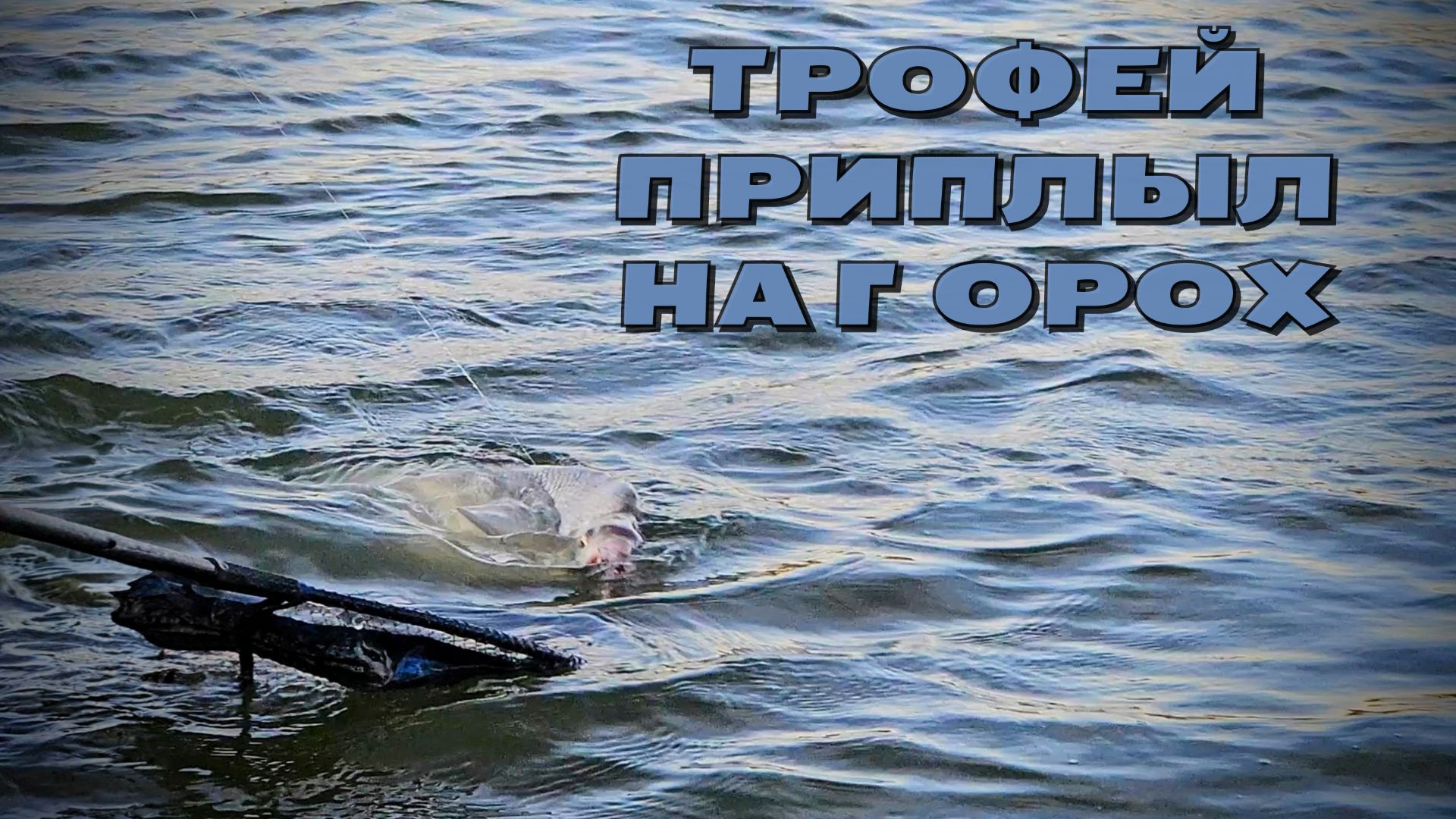 Эту РЫБАЛКУ я ждал 10 лет! ЛЕЩ, САЗАН, ЯЗЬ на ФИДЕР. Поклёвки крупным планом!
