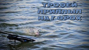 Эту РЫБАЛКУ я ждал 10 лет! ЛЕЩ, САЗАН, ЯЗЬ на ФИДЕР. Поклёвки крупным планом!