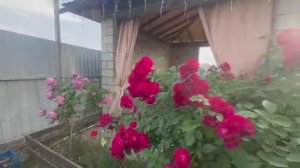 Жизнь вне орхидей. в праздник без электричества есть чем ЗАНЯТЬСЯ в своём Доме