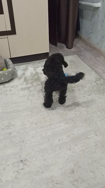 #СОБАКА Утренние игры Айзы