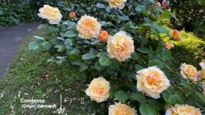 ПРЕКРАСНЫЕ РОЗЫ В ЦВЕТУ ЗНАМЕНИТОГО ЯПОНСКОГО САДА Keisei Rose Garden 2026