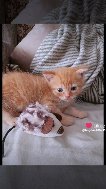 ЭДИТ ПРО МОЕГО КОТЁНКА!!! смотреть онлайн