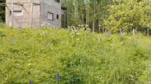 ДАЧА в «дремучем лесу»🌲🌲🌲🌳🌳🌳