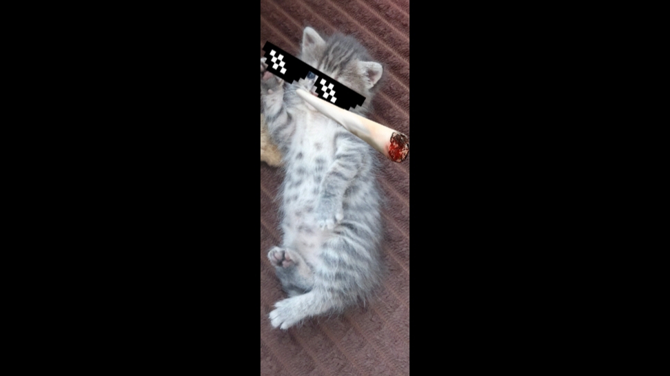 КОТЯТА - Rock4ST3R barrier early realese