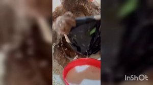 Прикол про животных