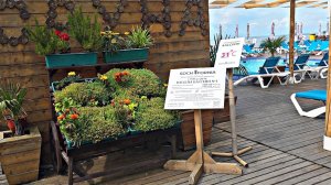 ✅️🌴14 ИЮНЯ В СИРИУСЕ:+23°, ОТ УЛ.ЦВЕТОЧНОЙ, ТЮЛЬПАНОВ К МОРЮ. ПЛЯЖ СОЧИФОРНИЯ.  ЛУЧШИЕ МЕСТА