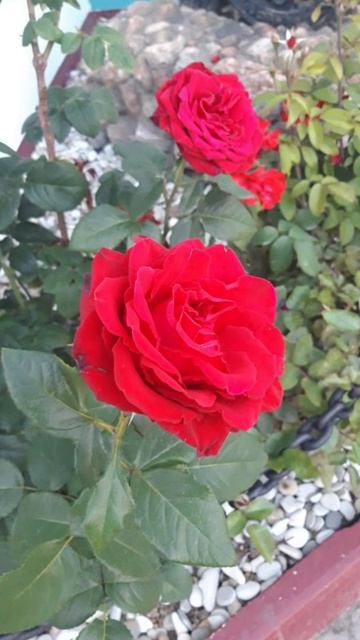РОЗОЧКА И Беляночка 💞💞💞 смотреть онлайн