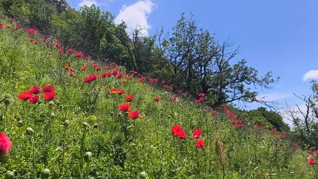 Бештаугорские маки 10.06.2026 Часть 2