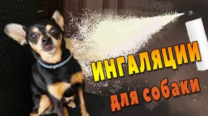 Кашель у собаки.  Как сделать ингалятор в домашних условиях?